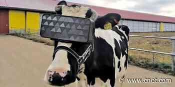 Russian dairy cows wear VR glasses for better milk production     - CNET