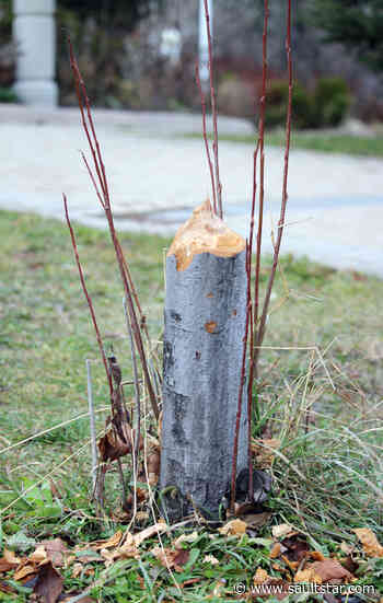 Timber! Busy beaver downs trees at Clergue Park