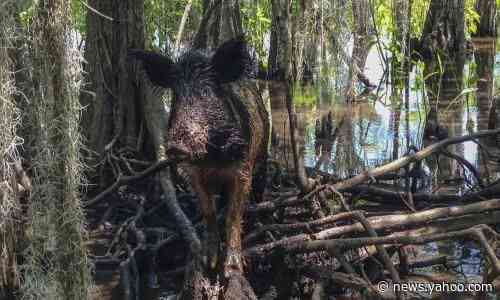Texas woman killed by feral hogs in 'tragic, rare incident'