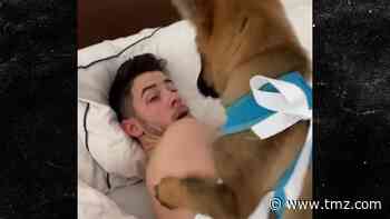 Priyanka Chopra Surprises Nick Jonas with a New Puppy