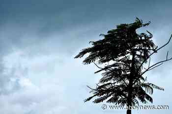 Wind gusts up to 90 km/h on way to Lower Mainland