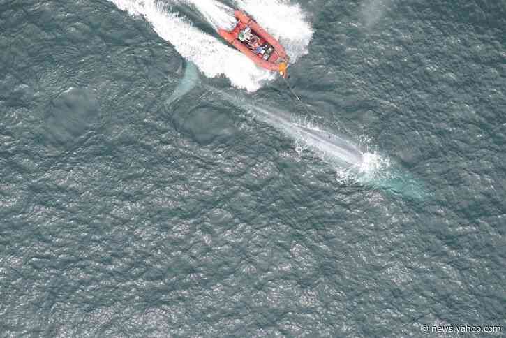 With suction cups and lots of luck, scientists measure blue whale's heart rate