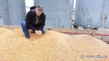 Farmers eager to get harvest back on track after CN Rail strike