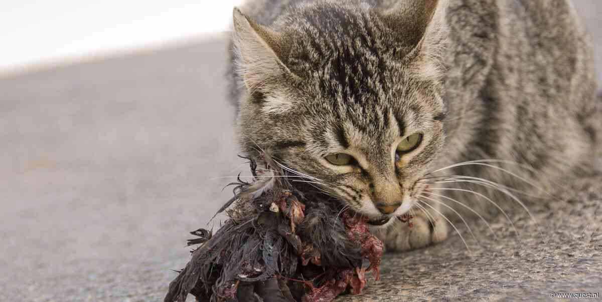 Vormen katten een bedreiging voor vogels en andere dieren in Nederland?