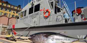 Ils pêchaient illégalement du thon rouge sur la Côte d'Azur, leur navire et leur matériel saisis