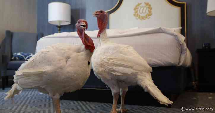 Political Cornflakes: Trump uses White House turkey ceremony to riff on impeachment inquiry