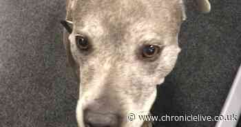 Firefighters reunite dog with owners on holiday in Northumberland after she ran away