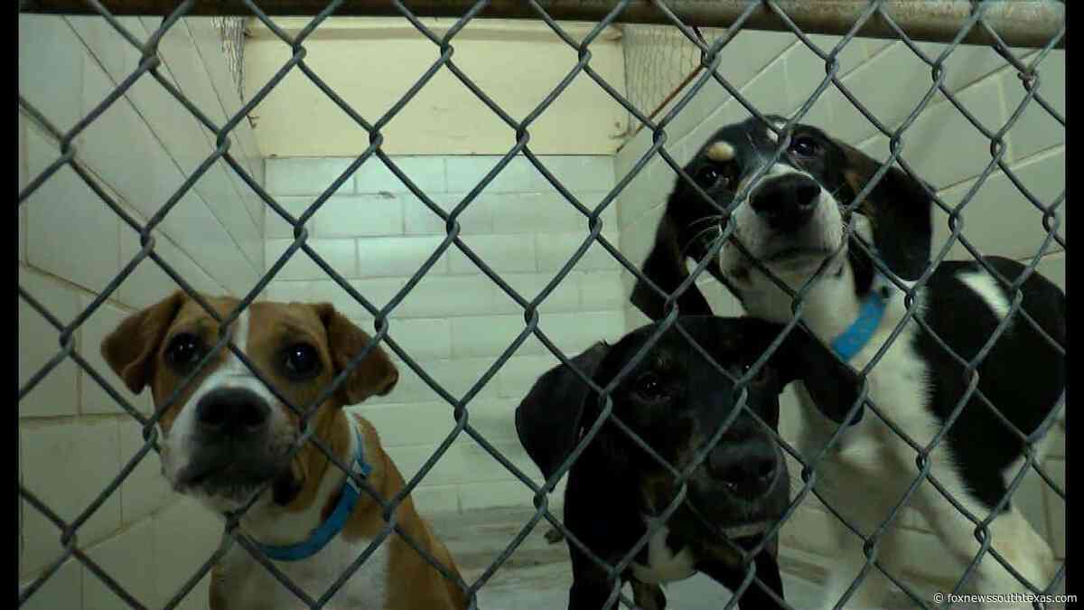 Animal Cruelty Now a Federal Felony