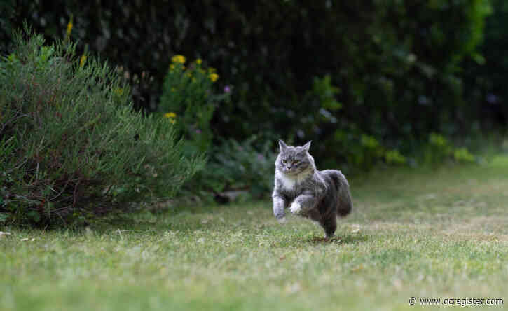 Senior Moments: When an indoor cat makes a break for it, what do you do?