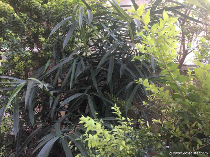 Gardening: Why the best plant fertilizers are either free or inexpensive