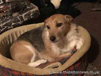 Hunt for gang of teens over Earby Jack Russell dog attack