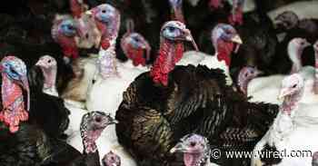 I'm a Vegetarian—Will I Eat Lab-Grown Meat?