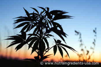 Growing concerns prompt senators to urge USDA to adopt new hemp rules