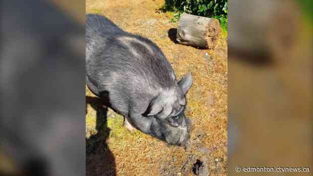 'That was our miracle pig': Alberta family mourns pet pig mysteriously shot, killed