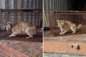 Cat found emaciated inside Chinese shipping container to be adopted, BC SPCA says