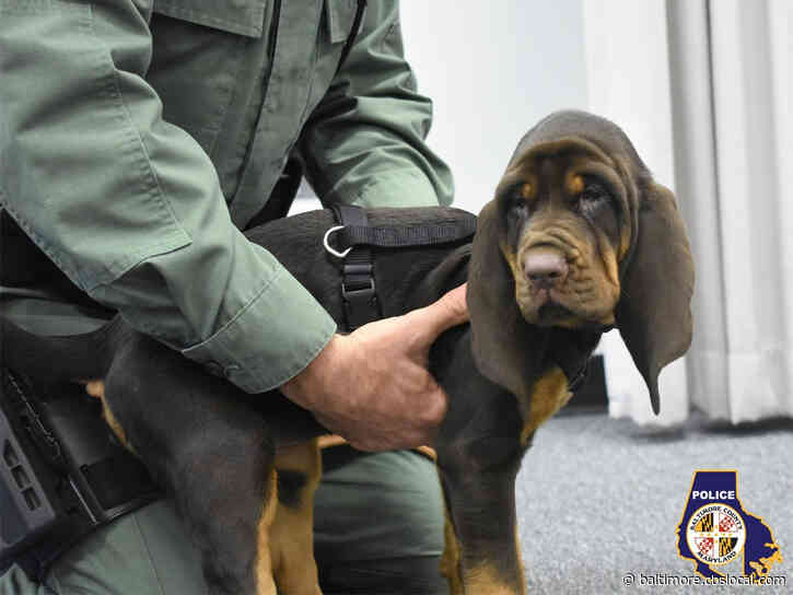 Baltimore County Police Welcome Newest K9 ‘Miss Mutzy Rae Daisy’