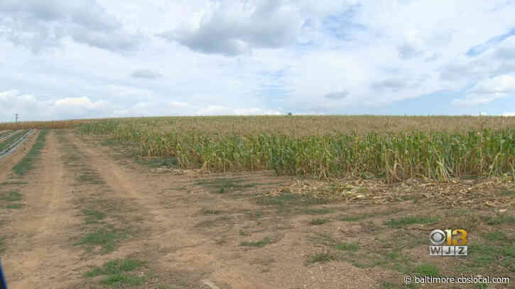 Maryland Continues Funding For Protective Crop Plantings