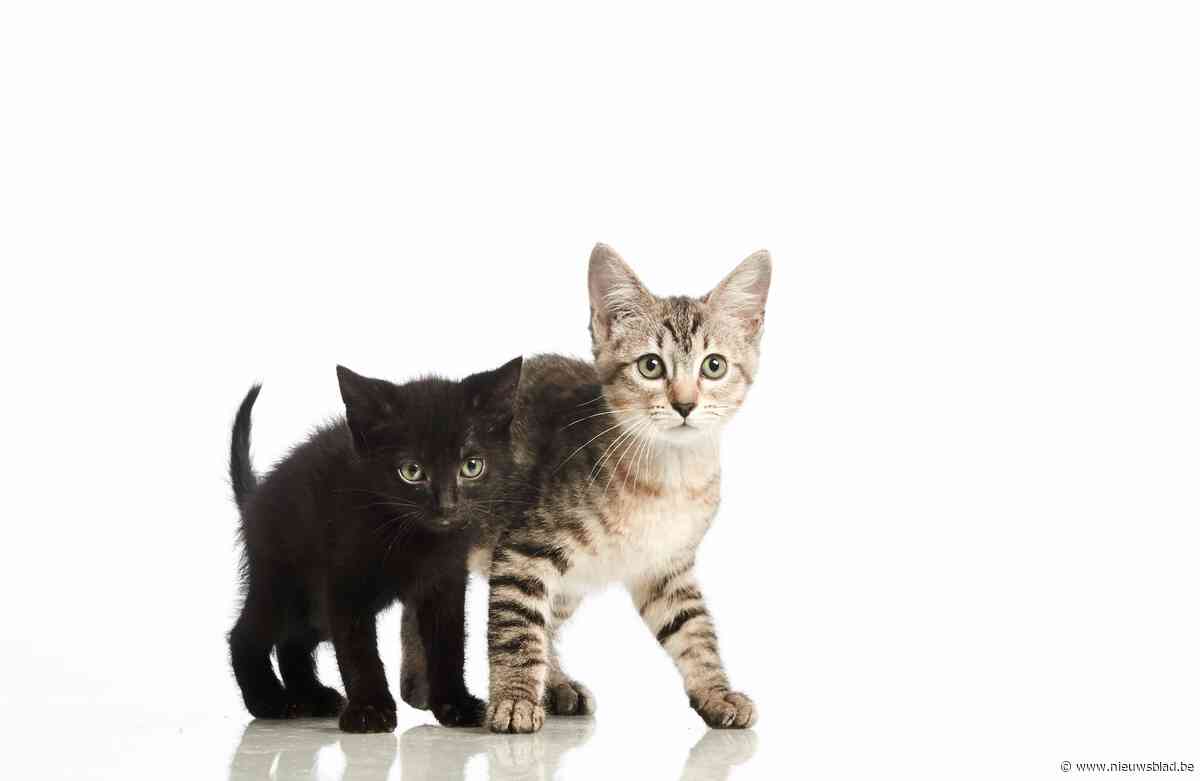 Samenwerking met vzw die zwerfkatten opvangt, stopgezet