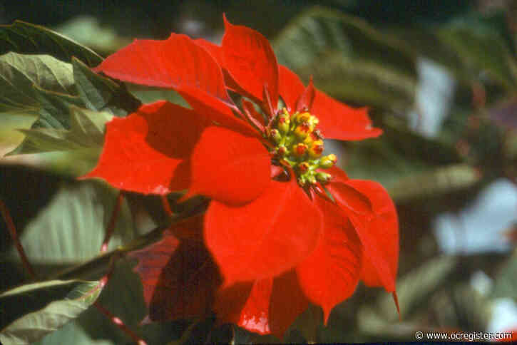 From Aztecs to agribusiness, poinsettias are a global product