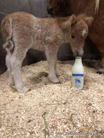Shetland pony foal is surprise arrival at Smithills Farm
