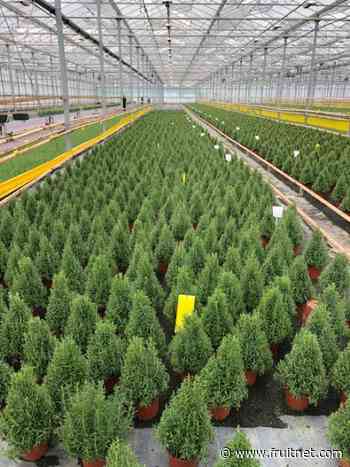 A rosemary Xmas for Waitrose