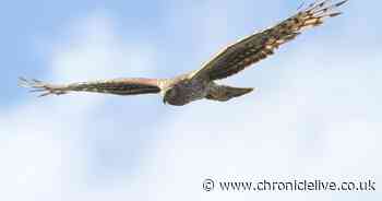 Another rare bird of prey goes missing in Northumberland