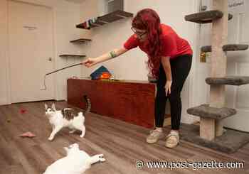 Pet events: 'Tis the season for a dog show, ugly sweaters, cat cafes and Santa photos