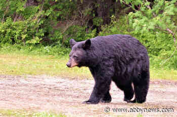 B.C. tour company fined $35K for baiting bears with peanut butter, meatballs