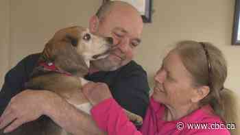 Meet Monaco, the hero beagle of Mount Pearl who saved his owner's life