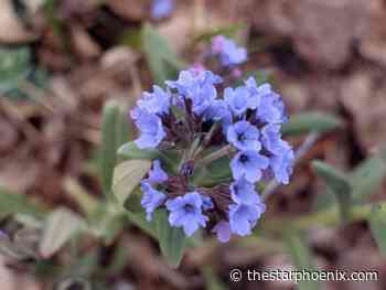 Gardening: Lungworts are good prairie perennials