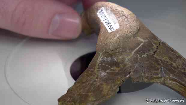 New University of Calgary study examines lives of young dinosaurs
