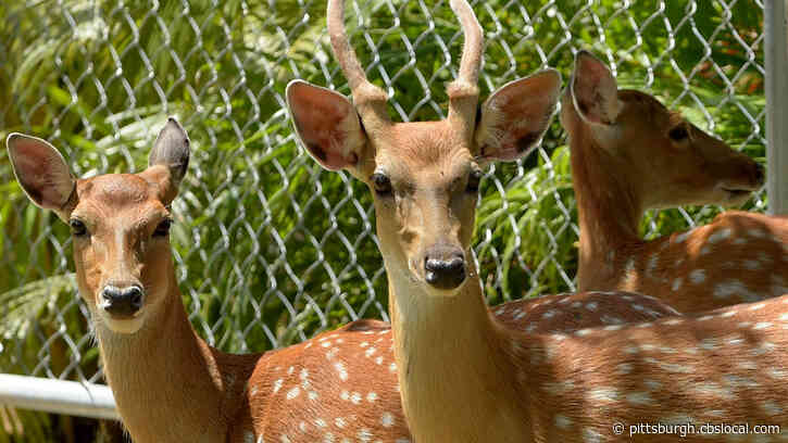 Ben Avon Heights Couple Has Memorable Thanksgiving After Deer Gets Stuck In Pool
