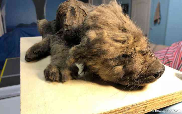 18,000-year-old puppy discovered in Siberia could be missing link between dogs and wolves