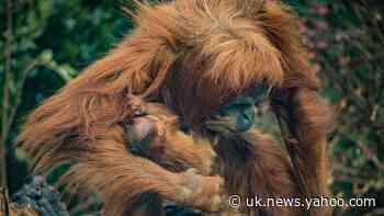 Chester Zoo announces birth of rare Sumatran orangutan