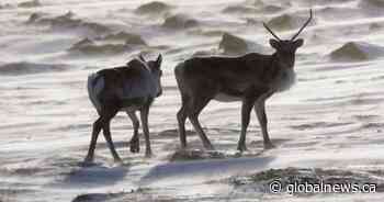 UBC study done in Alberta suggests caribou habitat restoration may be ineffective in the short term
