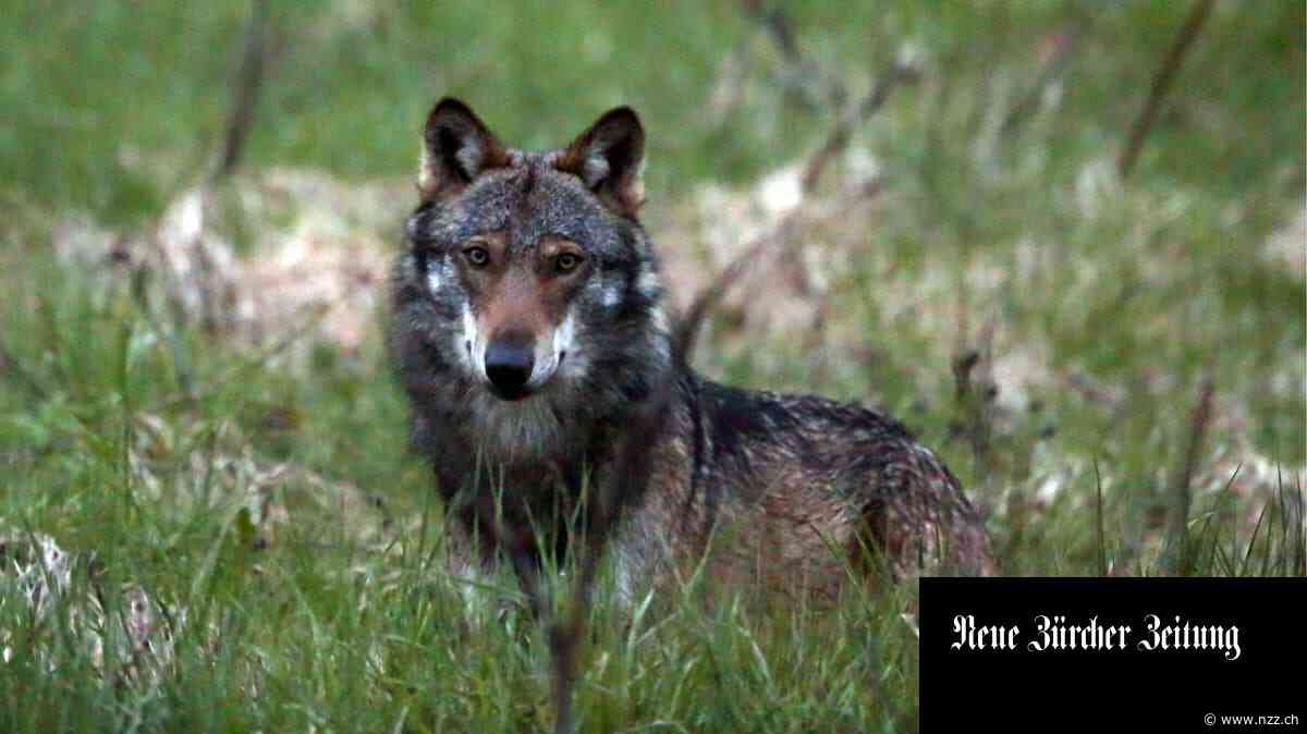 Der Wolf in der Schweiz: gekommen, um zu bleiben