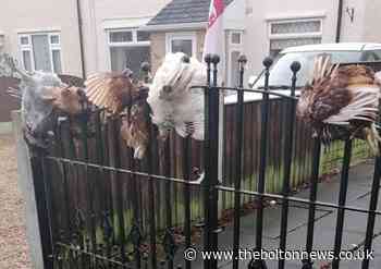 Man leaves dead chickens on front gate in gory protest