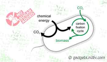 Researchers Develop Bacteria Which &lsquo;Eat&rsquo; Carbon Dioxide