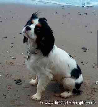 Thousand set to attend protest against Comber pet attacks after pills found