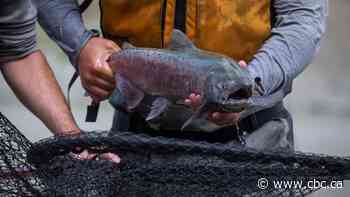 Some B.C. salmon runs face 'meaningful chance of extinction' after landslide, despite rescue mission
