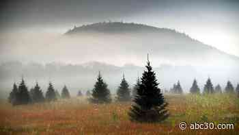 Christmas tree prices remain high amid low supply