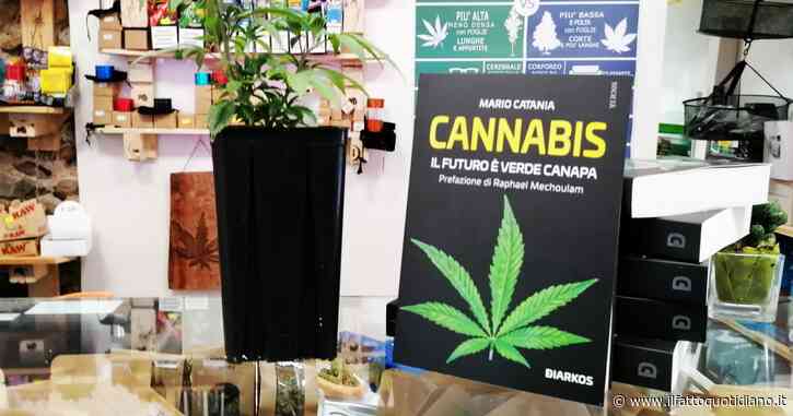 “Il futuro è verde canapa”, in libreria il volume sull’evoluzione della cannabis nella scienza moderna: “Sempre più presente in medicina”