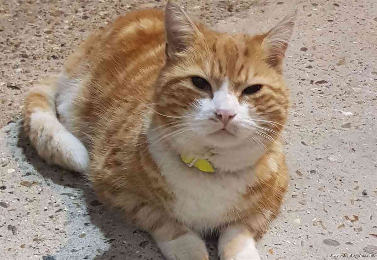 Three-legged railway cat goes missing