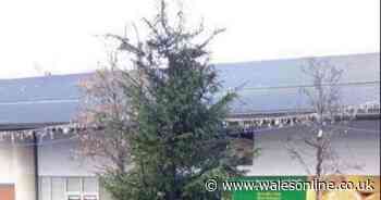 People think Neath's 'half dead' Christmas tree is a bit rubbish, but others disagree
