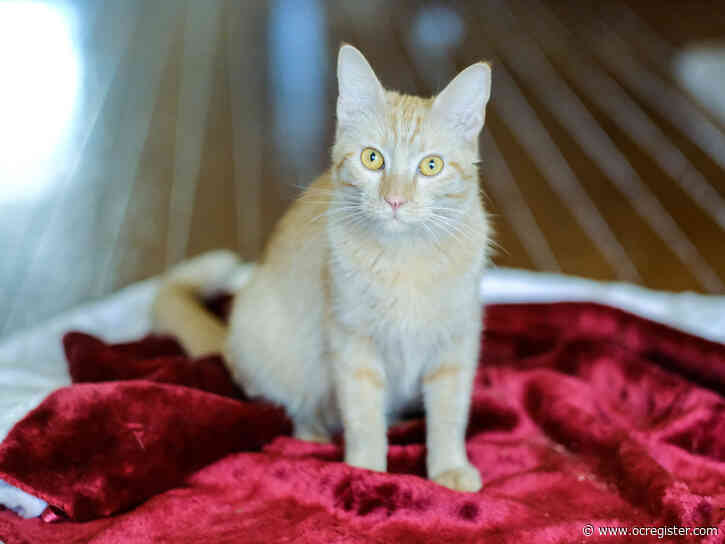 DSH Goldie is as warm and sunny as her name