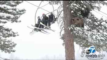 Baby bear and mama keep a close eye on skiers at Mammoth Mountain
