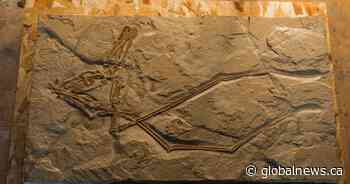 New kind of pterodactyl uncovered with help from U of A paleontologist