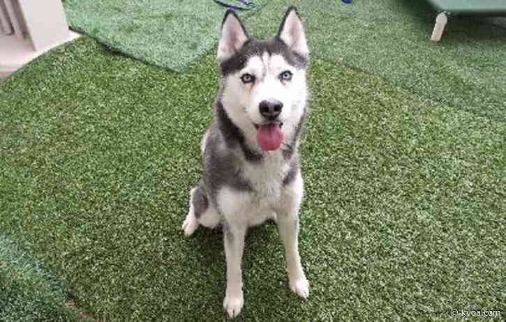 Adopt This Pet: Meet Shelby!