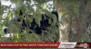 A bear got stuck in a tree over a tiger enclosure and refused to climb down for 5 days