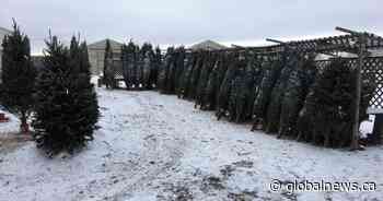 Edmonton business feels ripple effect of Christmas tree shortage